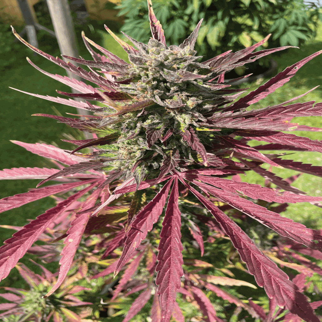 Regular Cannabis Seeds: Understanding the Advantages and Considerations