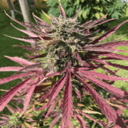 Regular Cannabis Seeds: Understanding the Advantages and Considerations