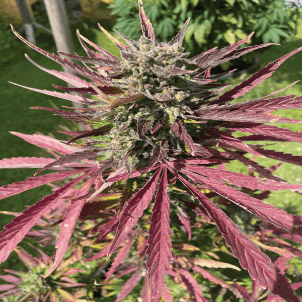 Regular Cannabis Seeds: Understanding the Advantages and Considerations