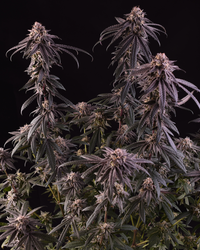 Frozen-gelato-feminized-cannabis-seeds