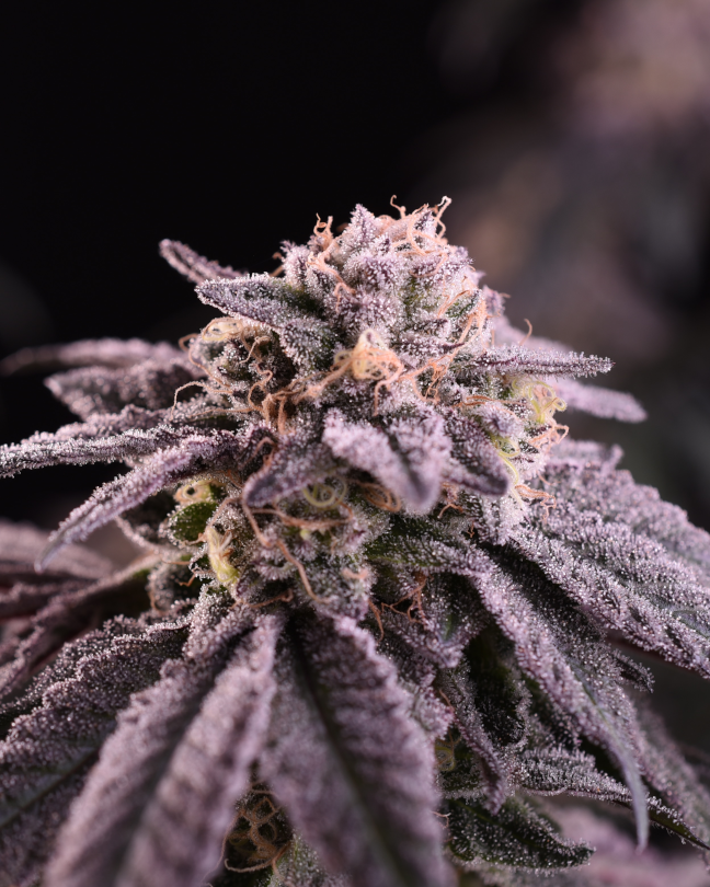Frozen-gelato-feminized-cannabis-seeds