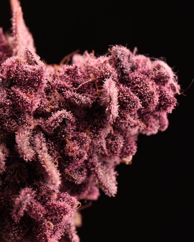 black-mamba-cannabis-seeds-feminized