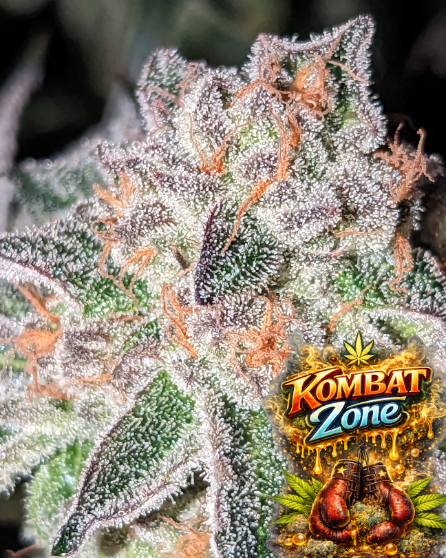 kombat-zone-feminized-cannabis-seeds-