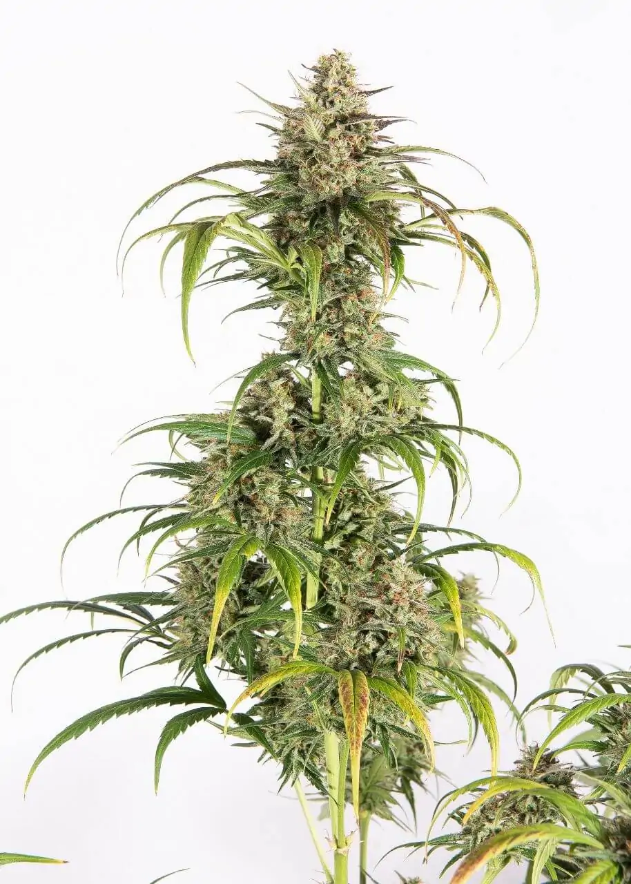 Kush & Haze Cannabis Seed “Amnesia OG Auto” - Image 3