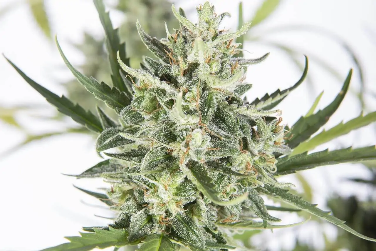 Kush & Haze Cannabis Seed “Amnesia OG Auto” - Image 4