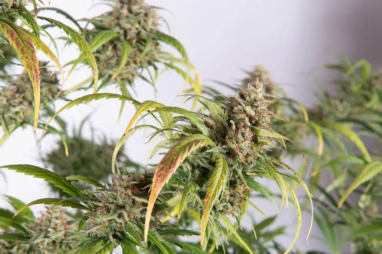 Kush & Haze Cannabis Seed “Amnesia OG Auto” - Image 5