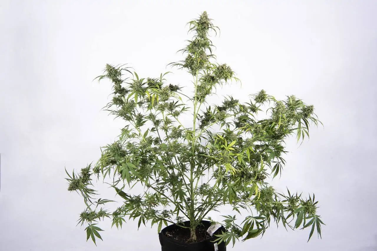 Kush & Haze Cannabis Seed “Amnesia OG Auto” - Image 6