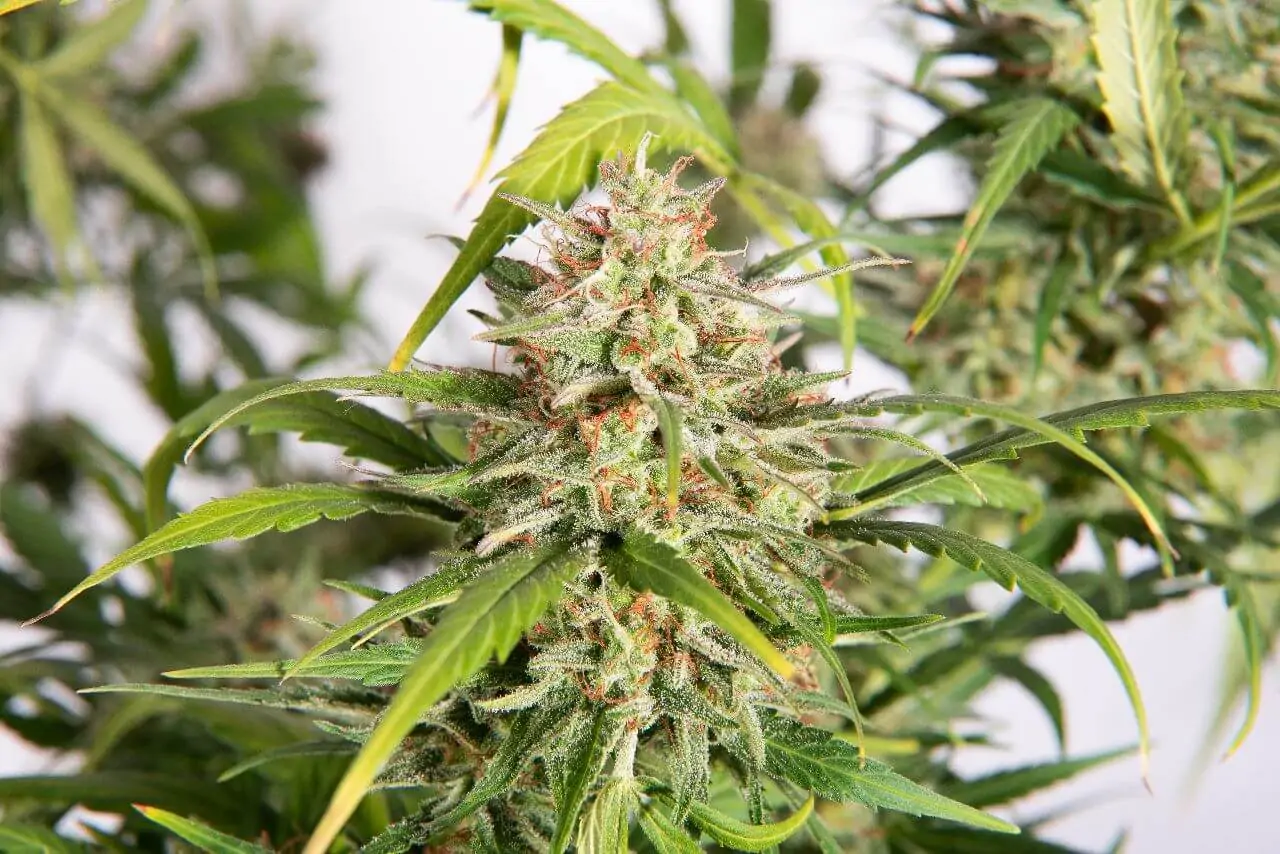 Kush & Haze Cannabis Seed “Amnesia OG Auto” - Image 8