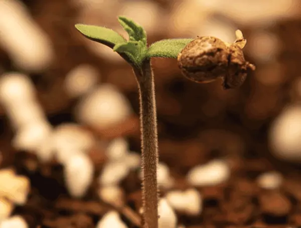 Best Cannabis Seeds for Beginners: A Comprehensive Guide