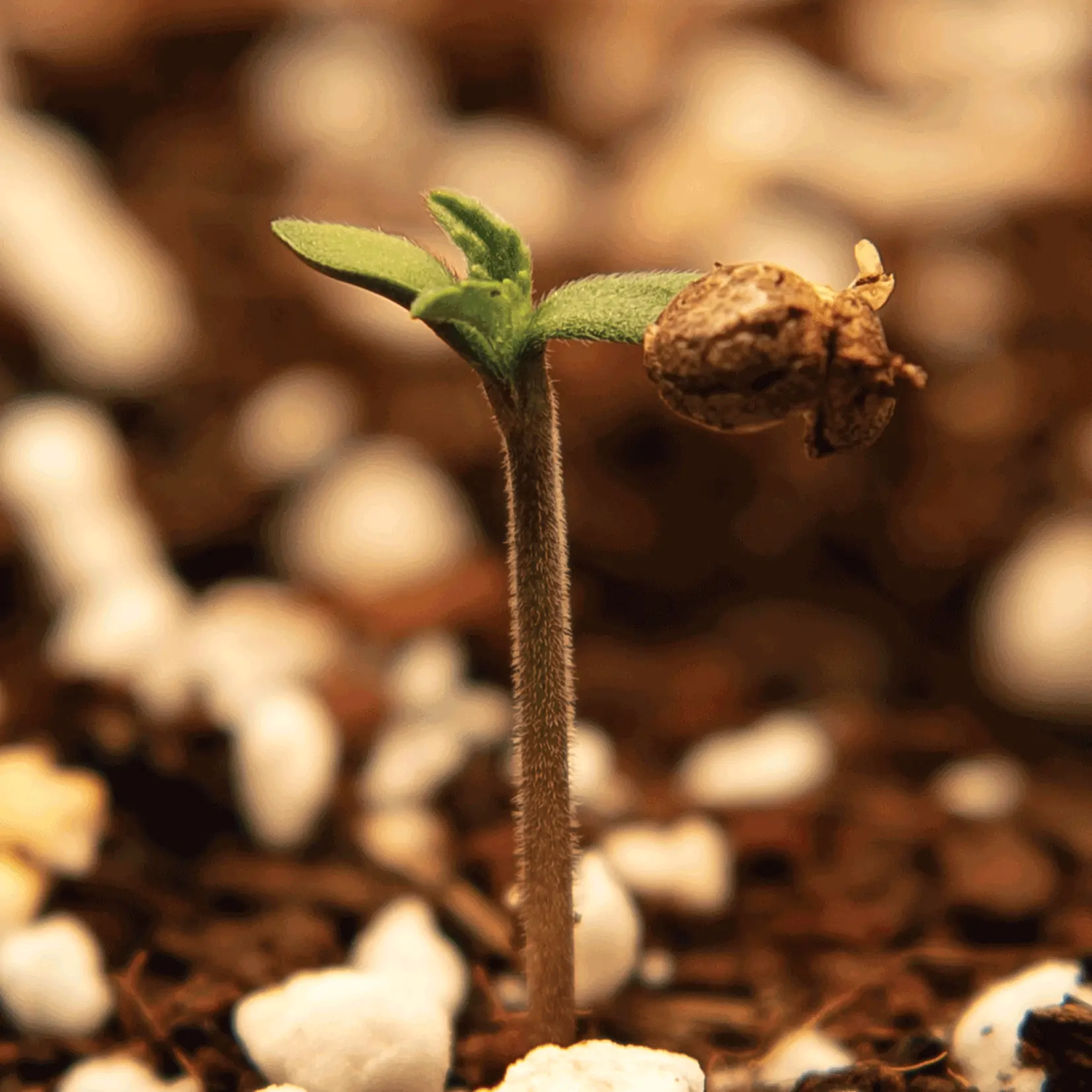 Best Cannabis Seeds for Beginners: A Comprehensive Guide