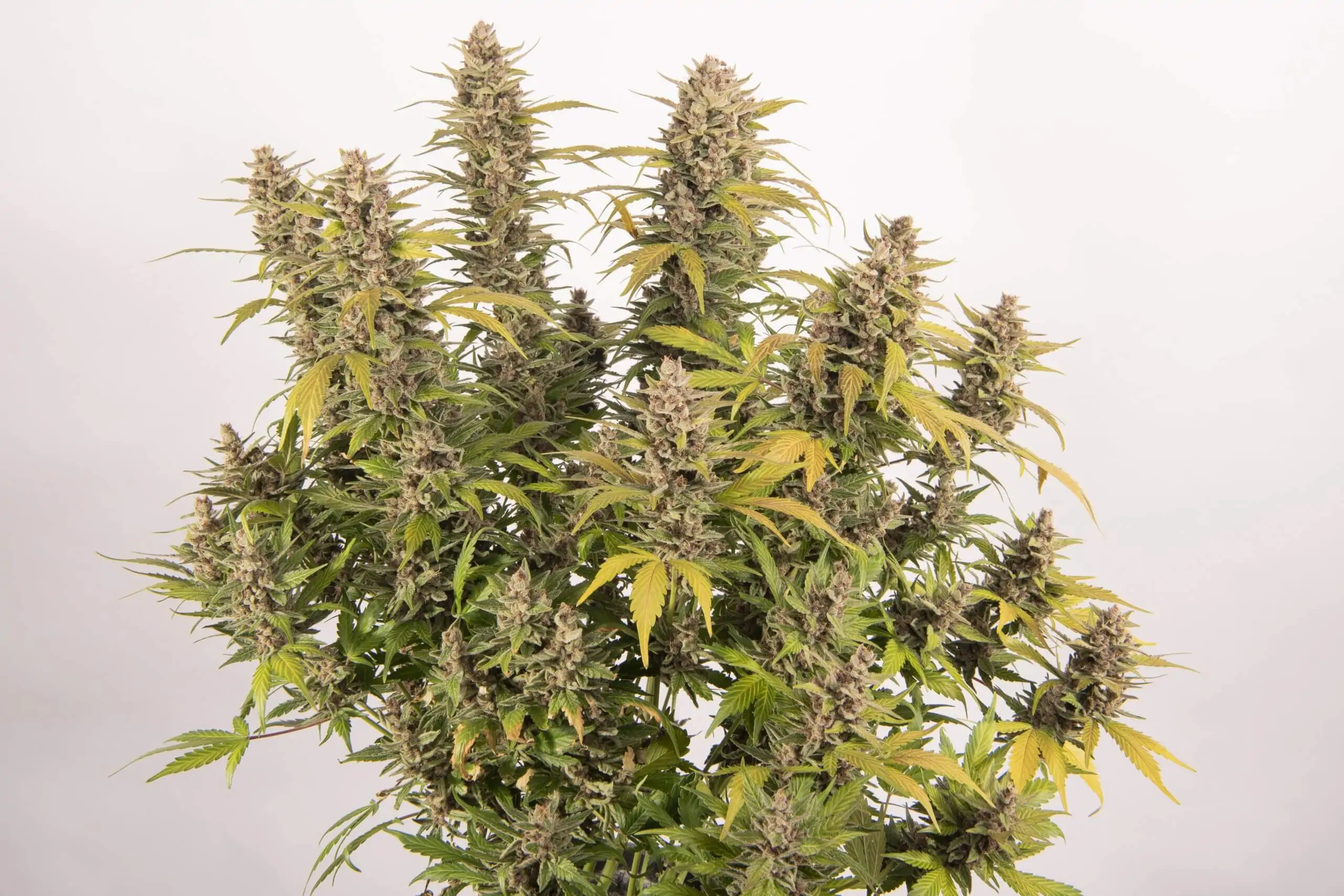 Blue tooth-feminized-autoflower-seeds-1