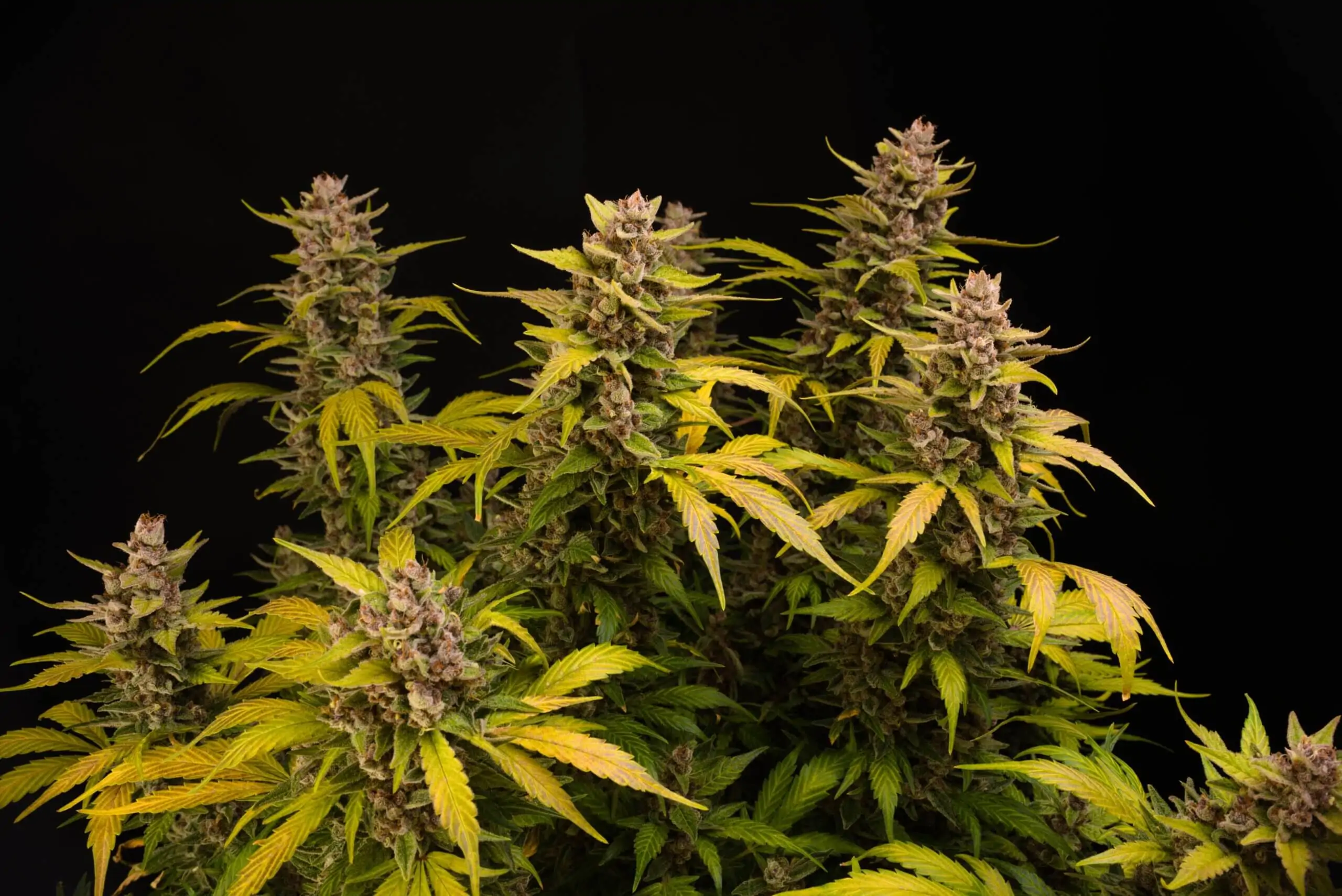 Blue tooth-feminized-autoflower-seeds-2