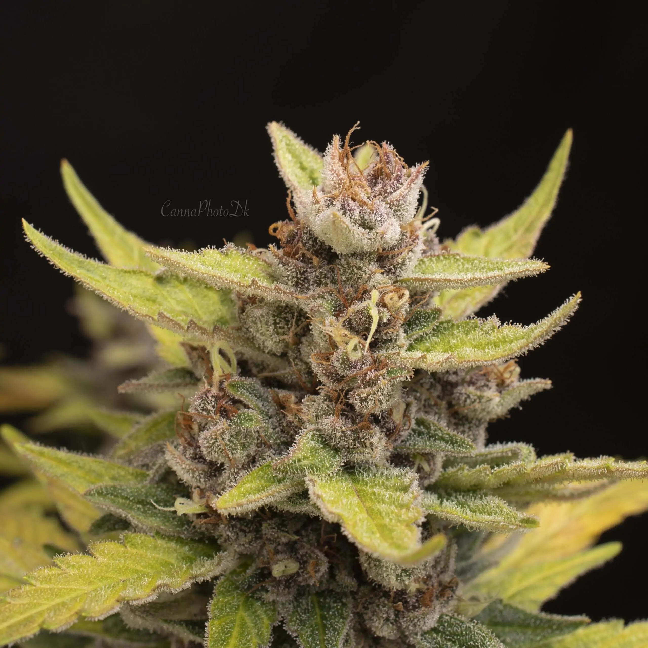 Blue tooth-feminized-autoflower-seeds-4