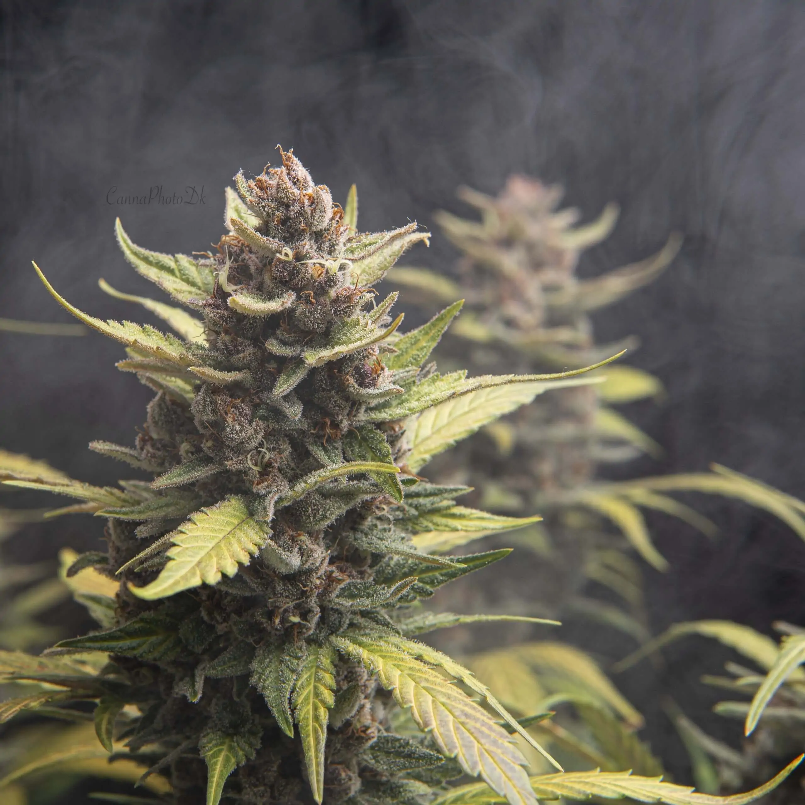 Blue tooth-feminized-autoflower-seeds-5