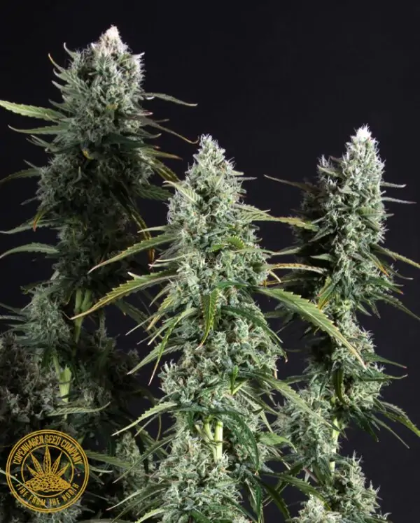 Brutalis, Feminised Autoflower Great for Outdoor cultivation