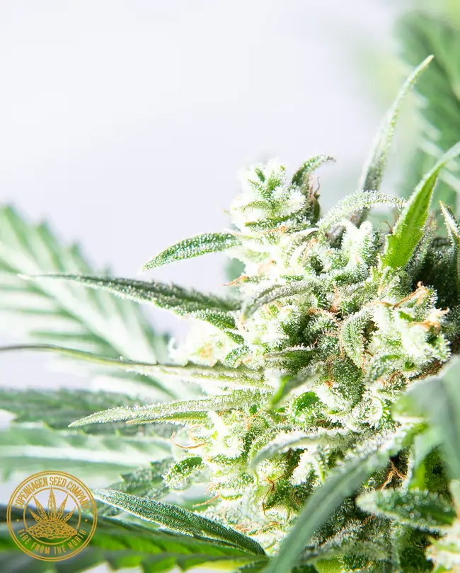 Buy Auto Flower Seeds - High-Quality Selection At CPH Seeds