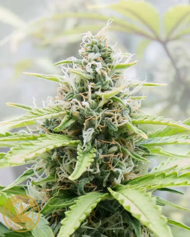 High CBD Cannabis SEEDS Auto SMLE