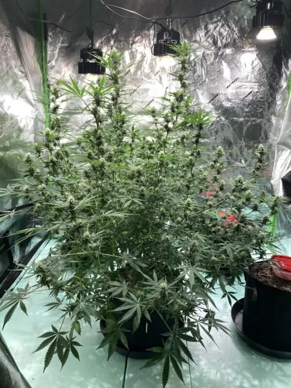 CBD XXL – CBD SEEDS WITH HIGH YIELD