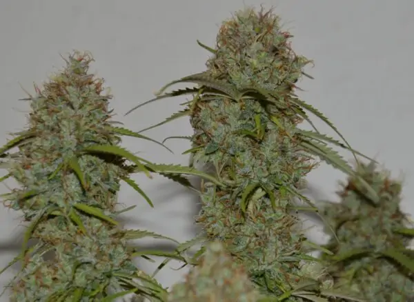 CBD XXL – CBD SEEDS WITH HIGH YIELD