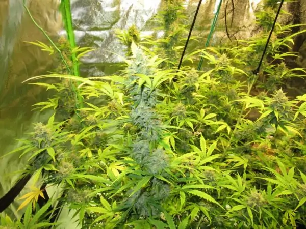 CBD XXL – CBD SEEDS WITH HIGH YIELD