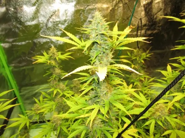 CBD XXL – CBD SEEDS WITH HIGH YIELD