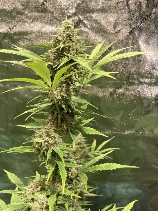 CBD XXL – CBD SEEDS WITH HIGH YIELD