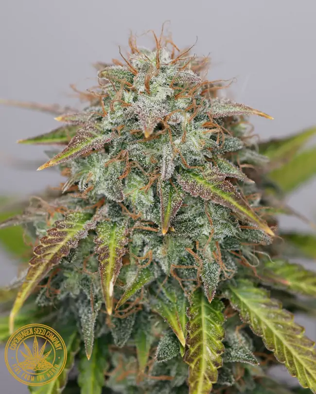 CPH Kush Auto feminized autoflower seeds