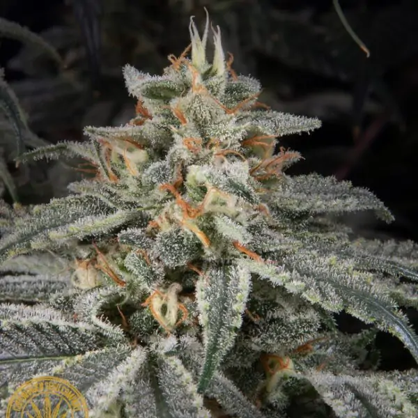 Copenhagen Kush S1 – Cannabis Cup Winner