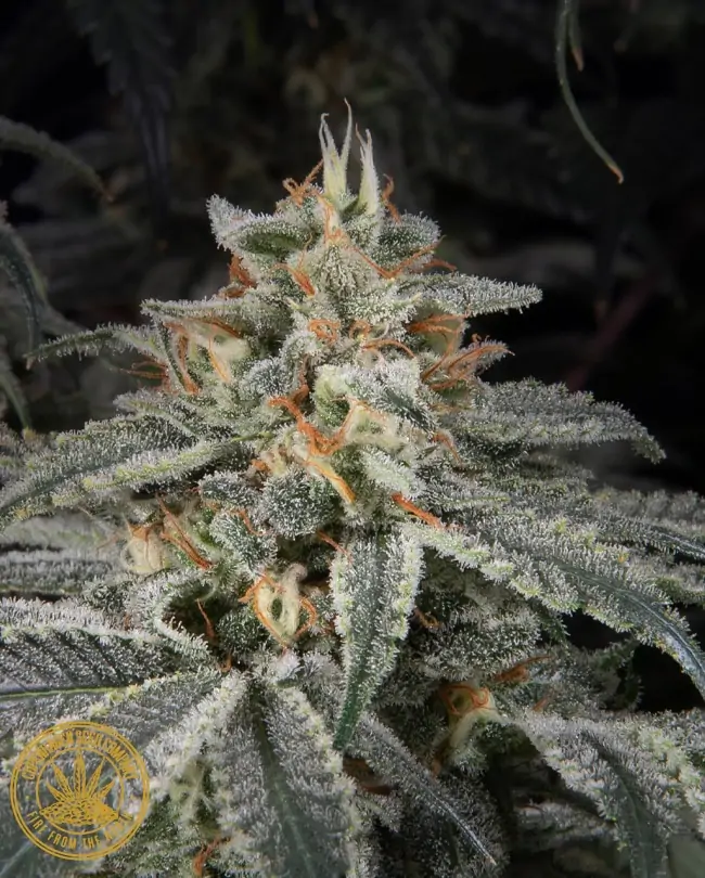 Copenhagen Kush S1 – Cannabis Cup Winner