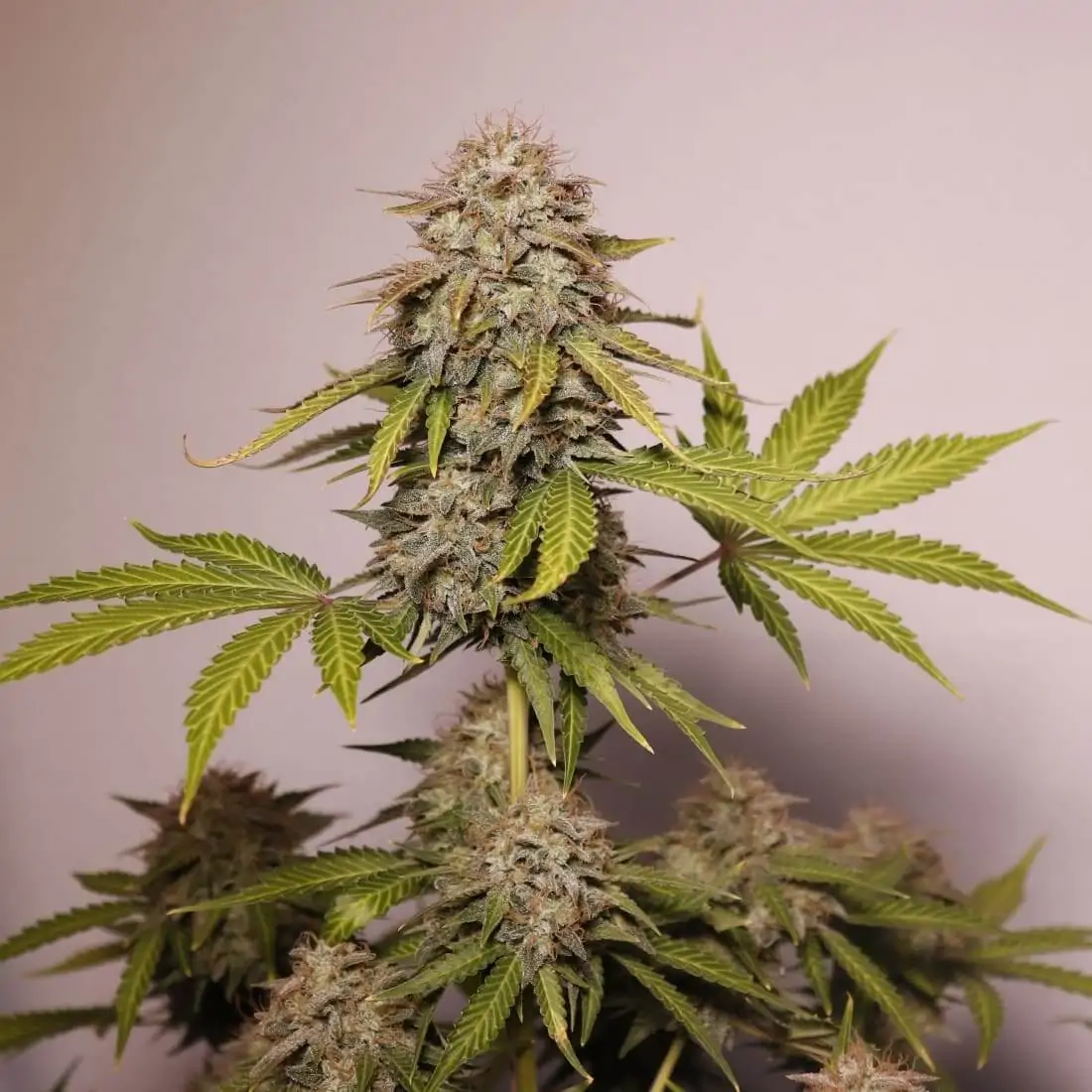 Cannabis Indica “Black Widow Auto” - Image 4