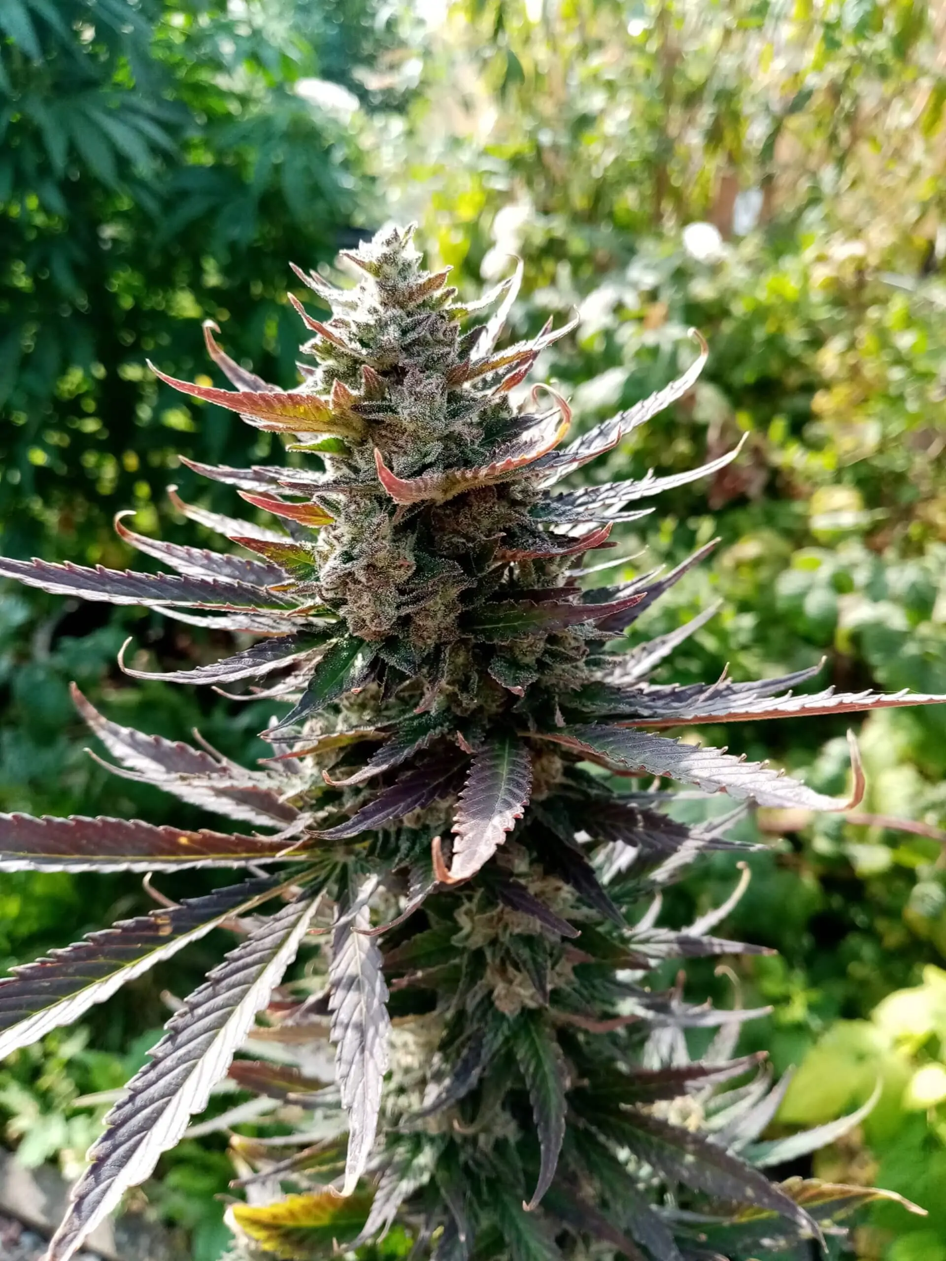 Cannabis Indica “Black Widow Auto” - Image 8