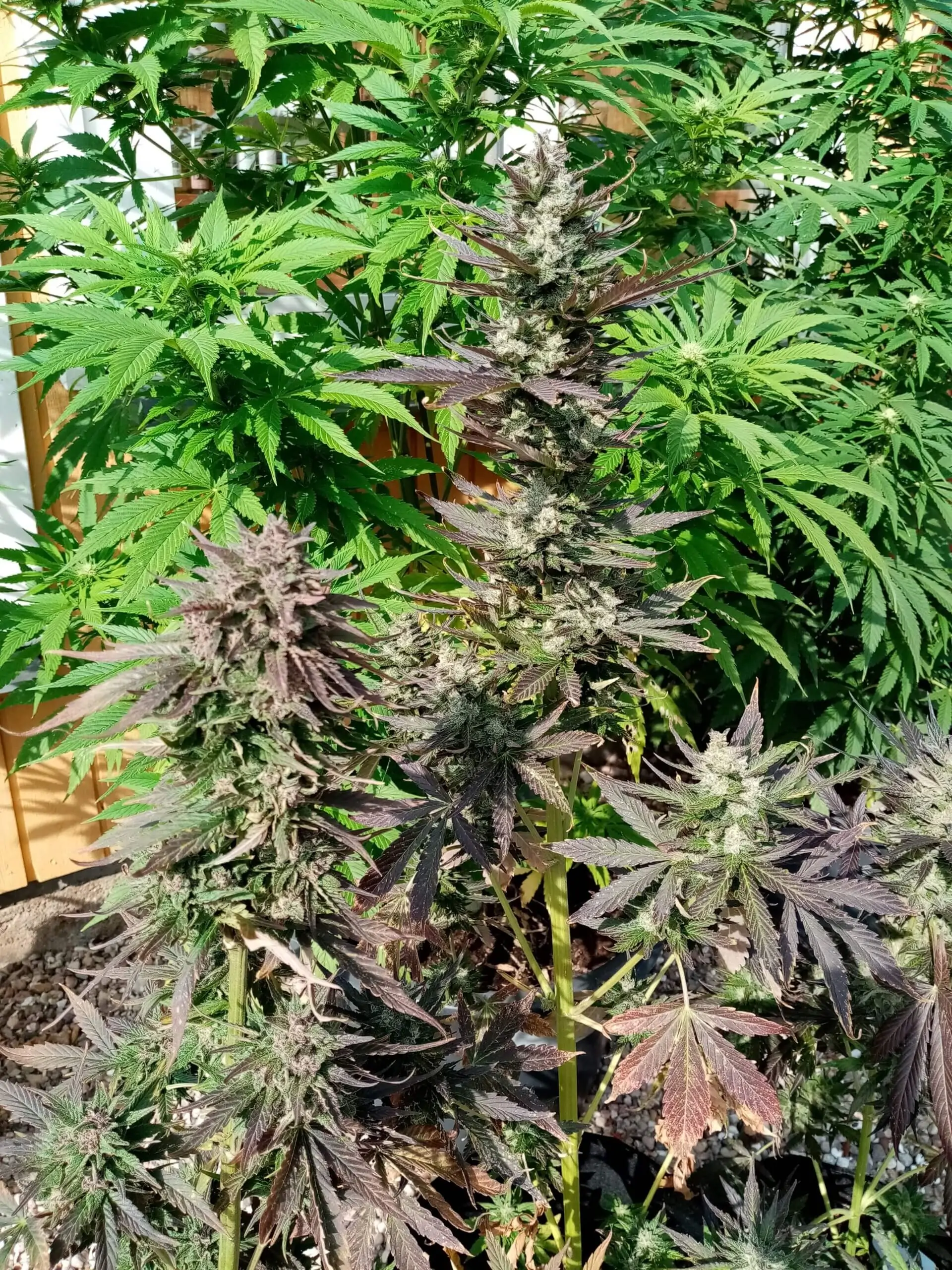 Cannabis Indica “Black Widow Auto” - Image 9