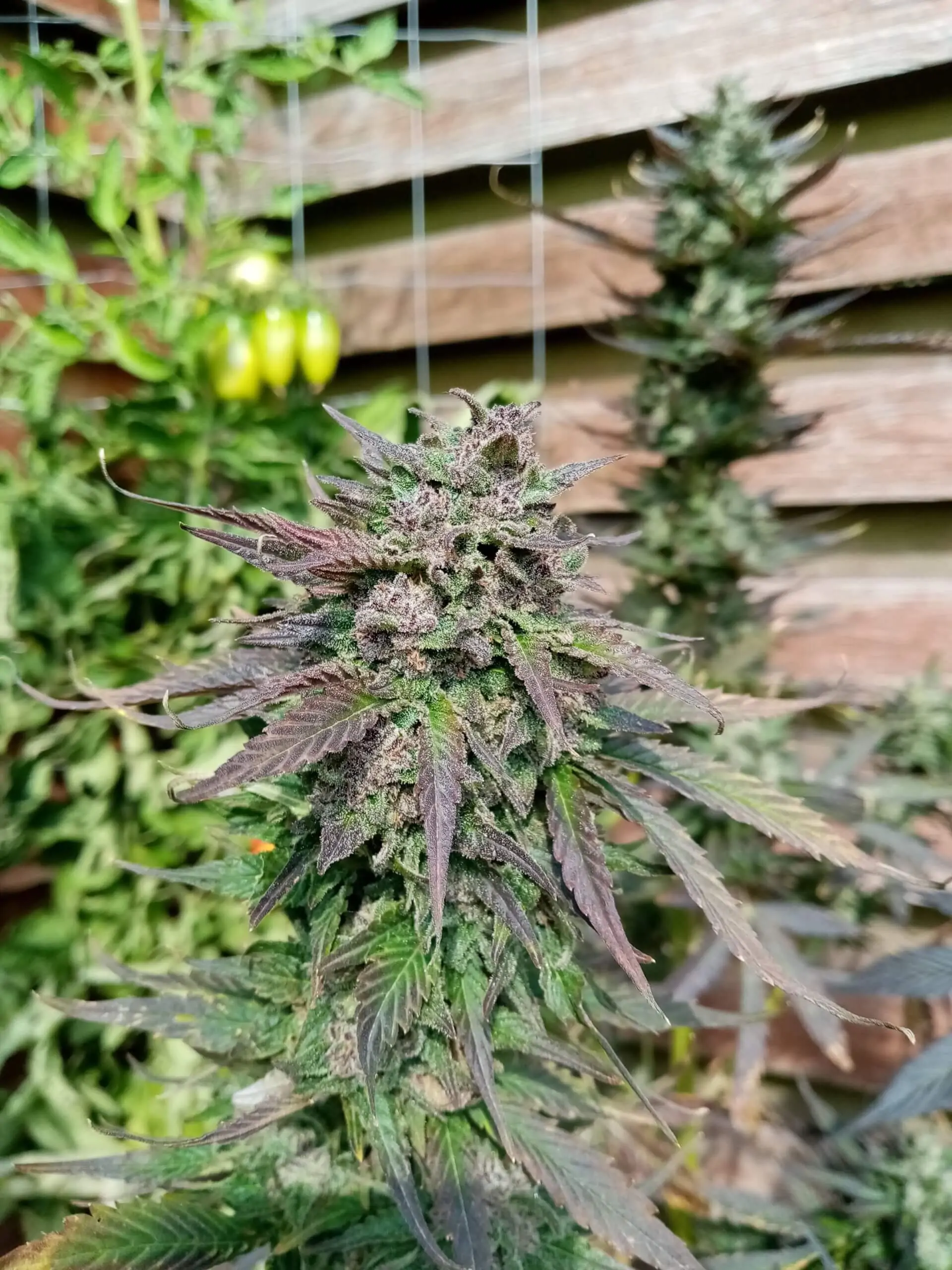 Cannabis Indica “Black Widow Auto” - Image 5