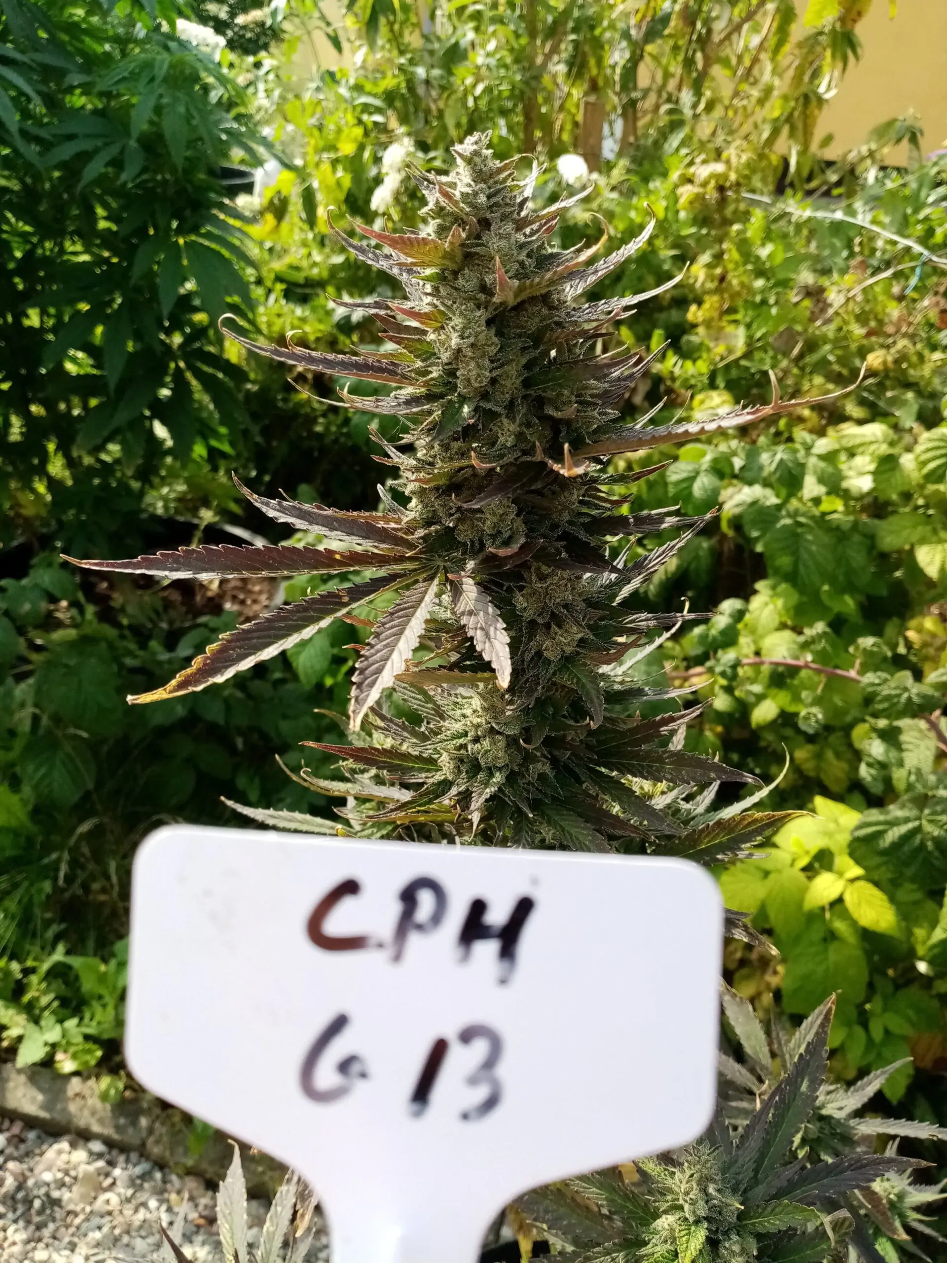High Yield Cannabis Strains G13 Project Auto - Image 4
