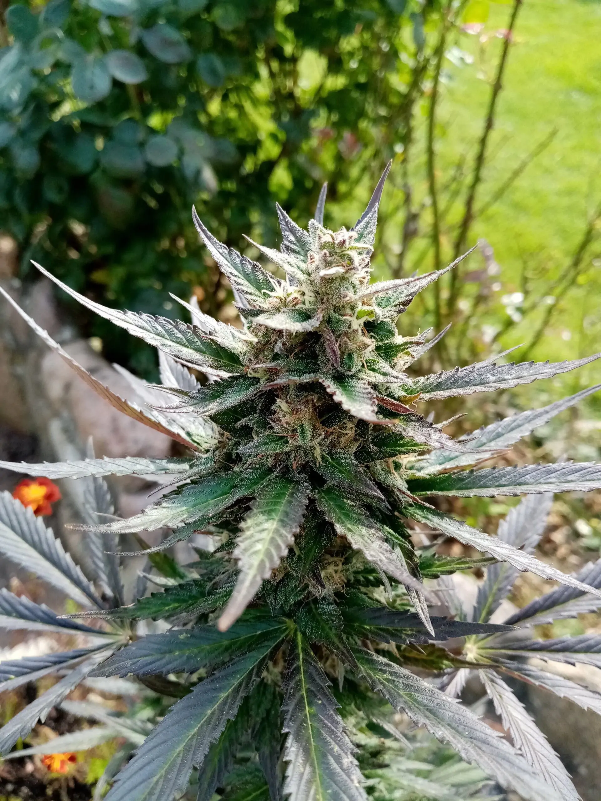 High Yield Cannabis Strains G13 Project Auto - Image 8