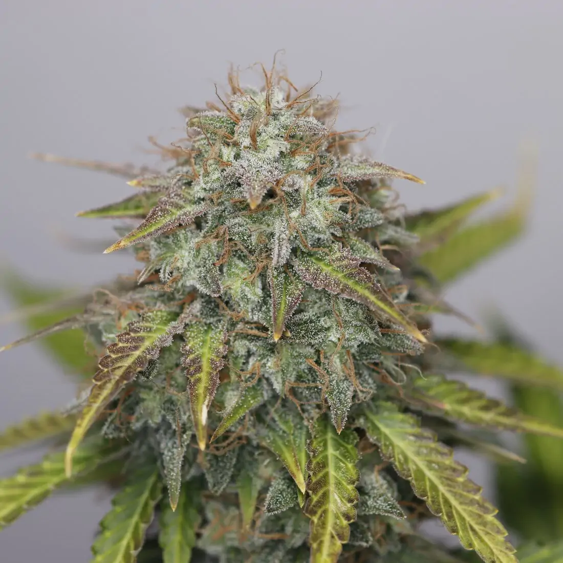 High Yield Cannabis Strains G13 Project Auto - Image 9