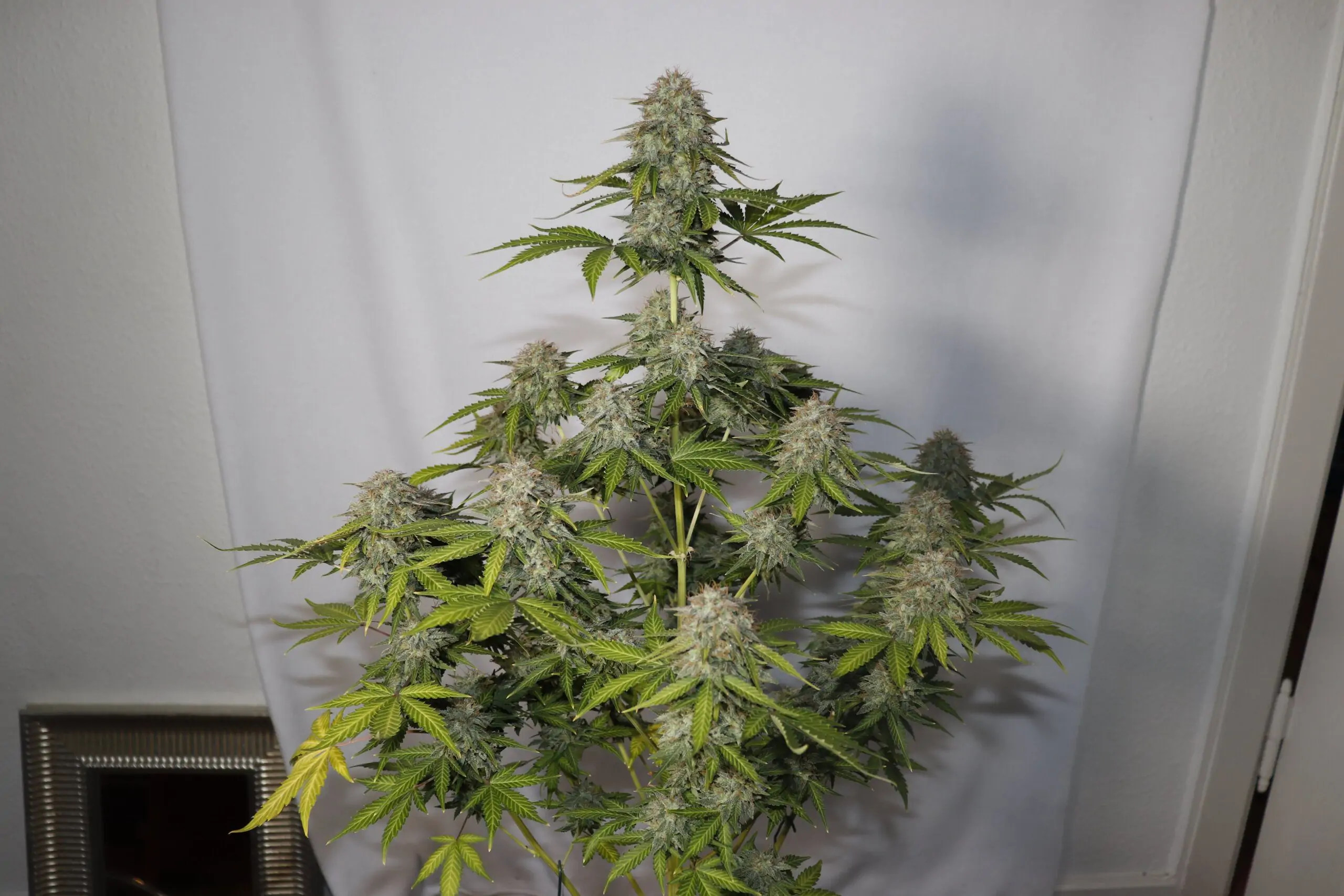 High Yield Cannabis Strains G13 Project Auto - Image 10
