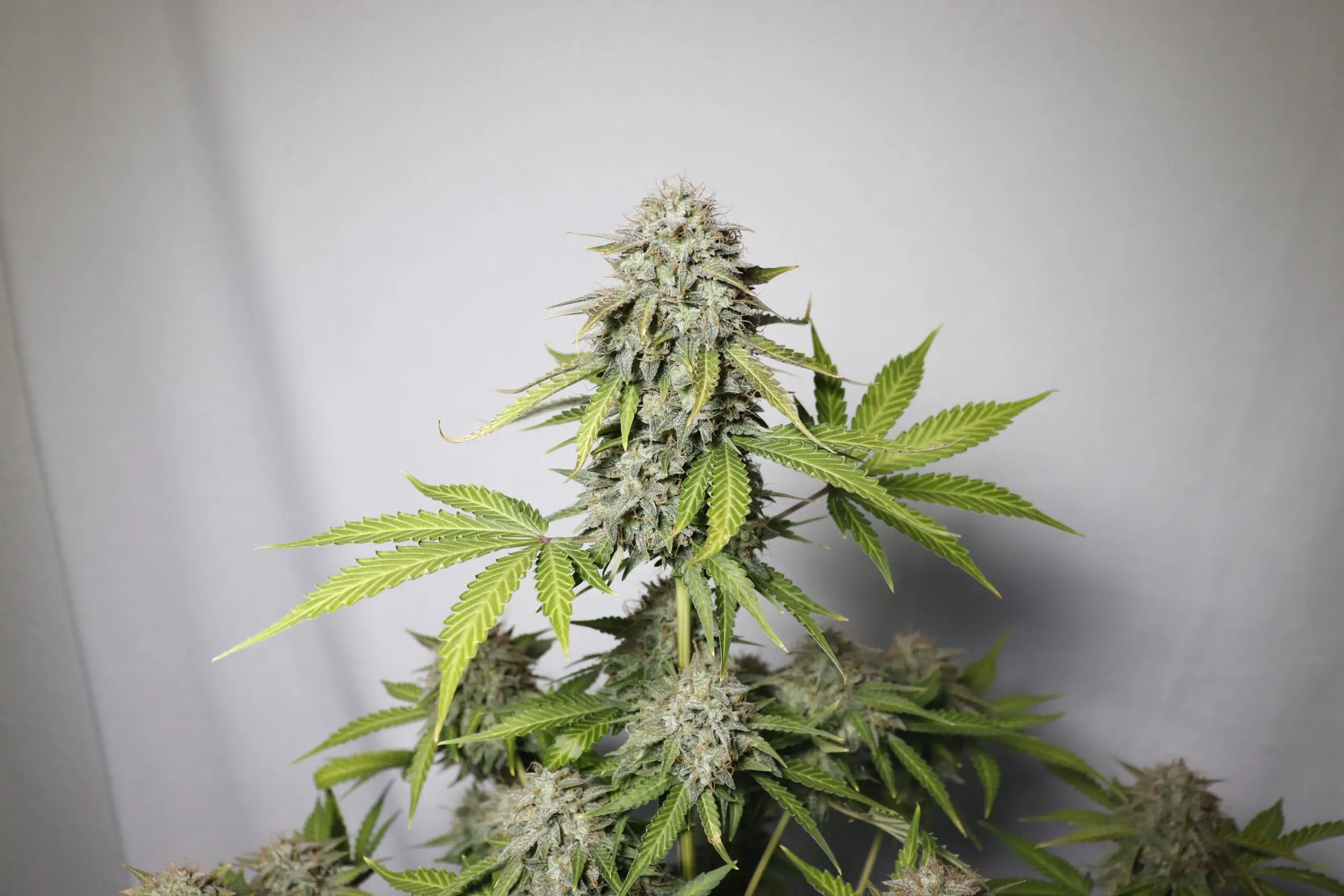 High Yield Cannabis Strains G13 Project Auto - Image 11
