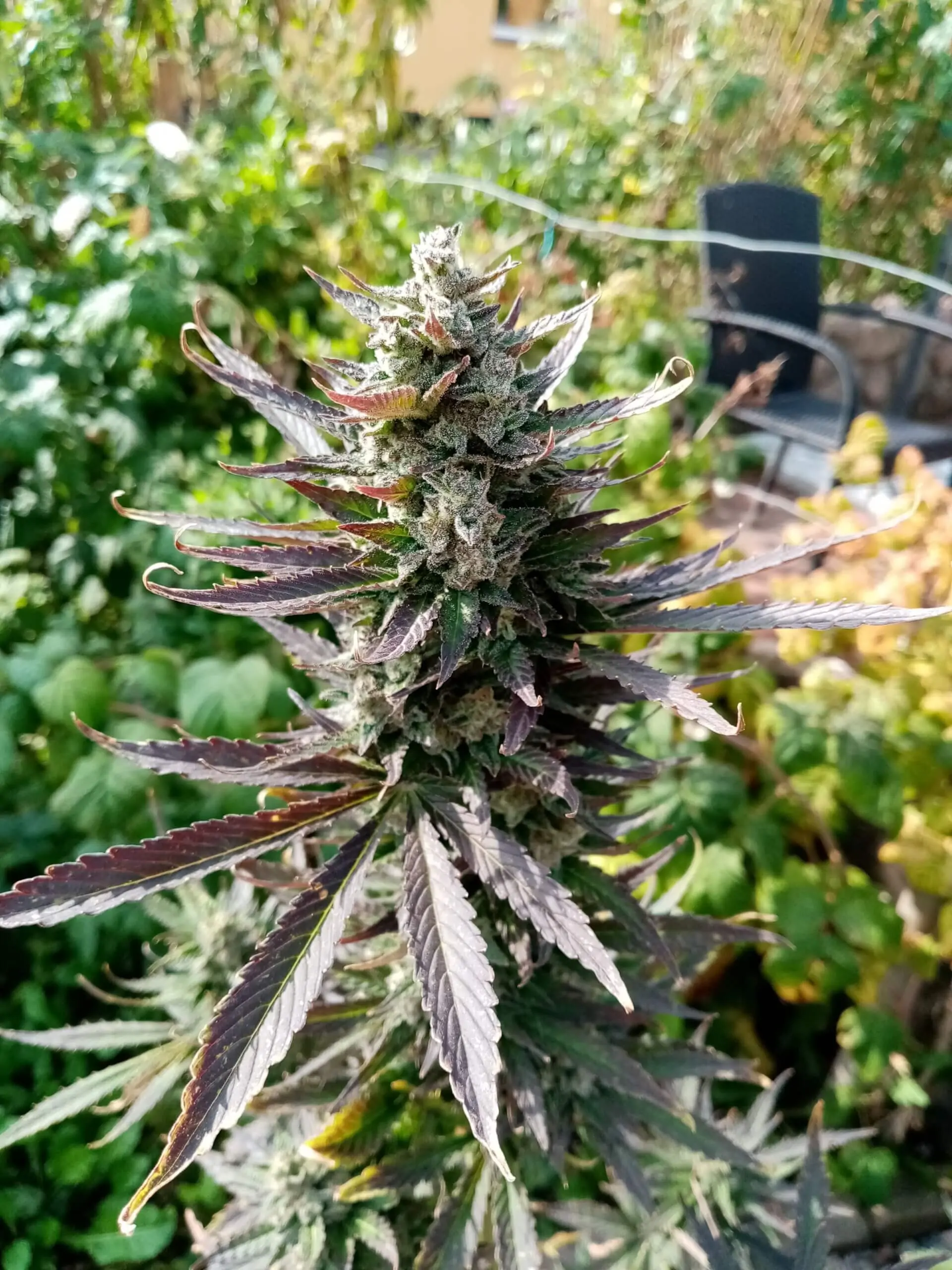 Cannabis Indica “Black Widow Auto” - Image 10