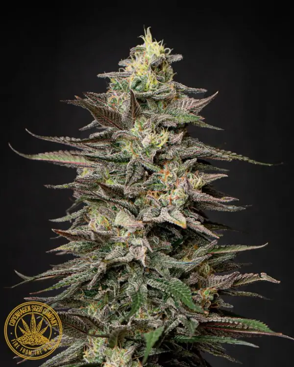 Indica Cookies Cannabis Seeds Lethal Cookies