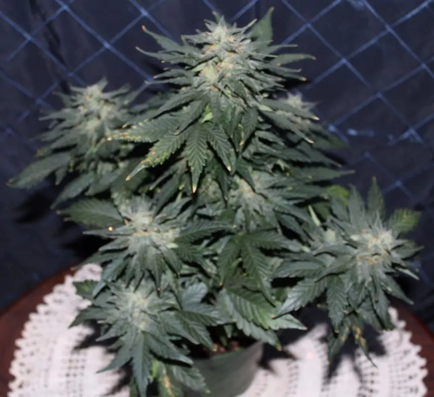 Lowryder Seed 1. Generation Autoflower - Image 3