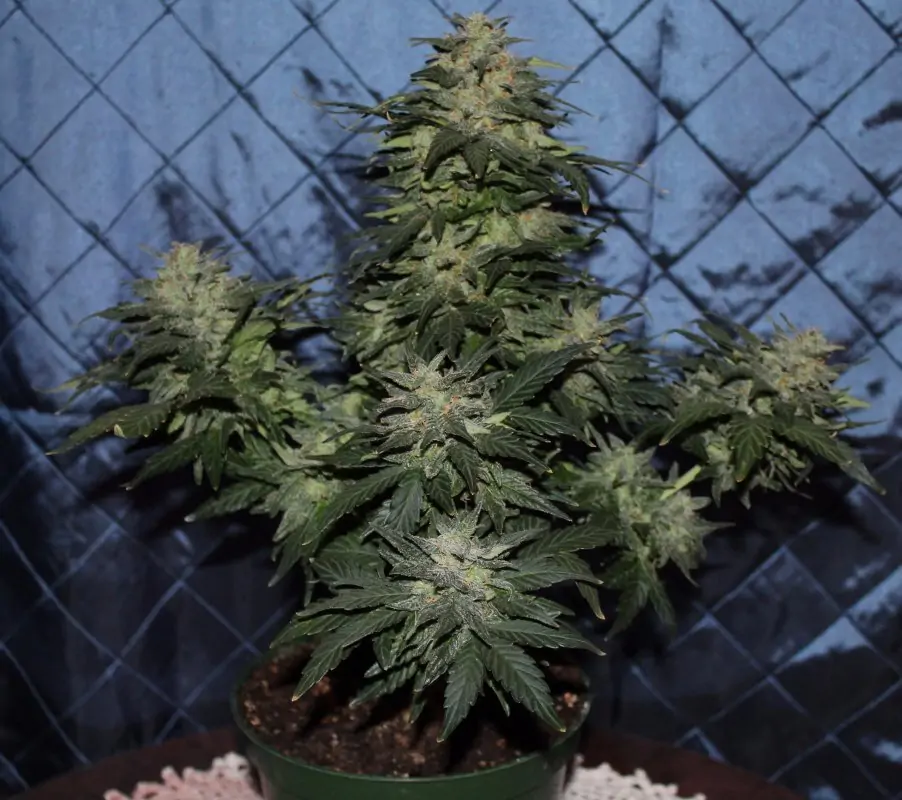 Lowryder Seed 1. Generation Autoflower - Image 5