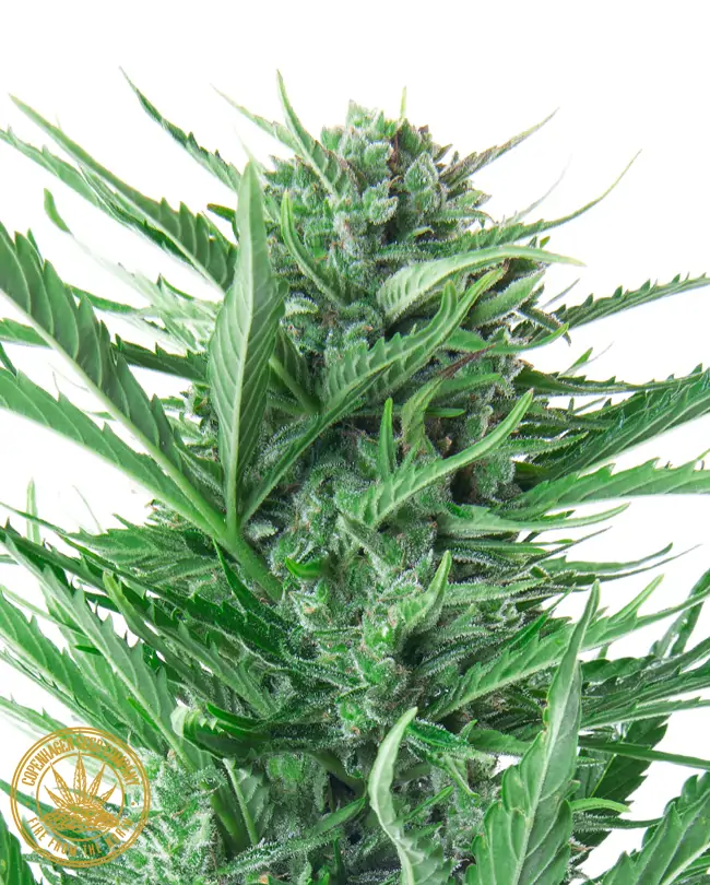 Lowryder Seed 1. Generation Autoflower