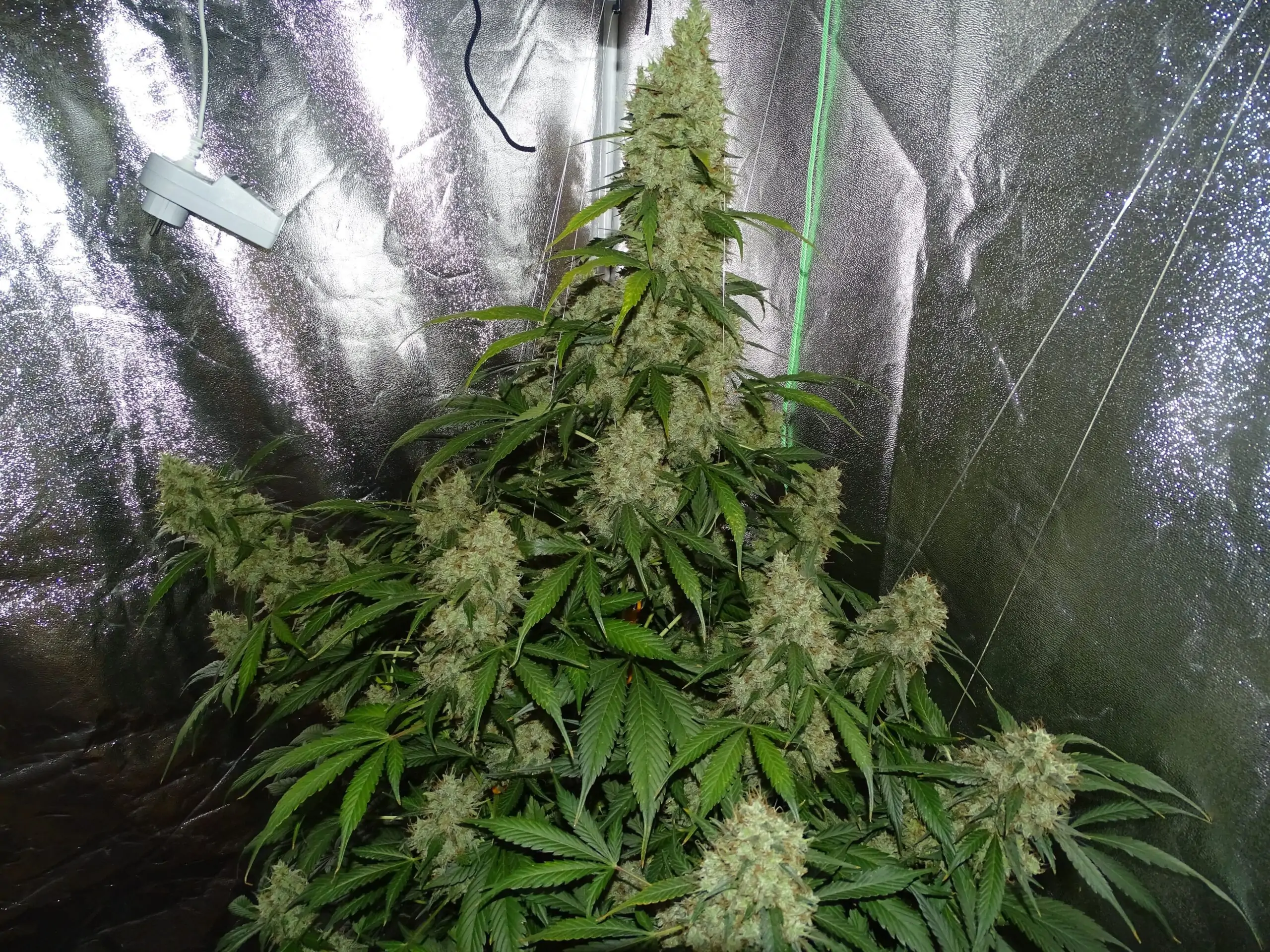 Kush Lowryder Cannabis Seed Master Kush Auto - Image 11