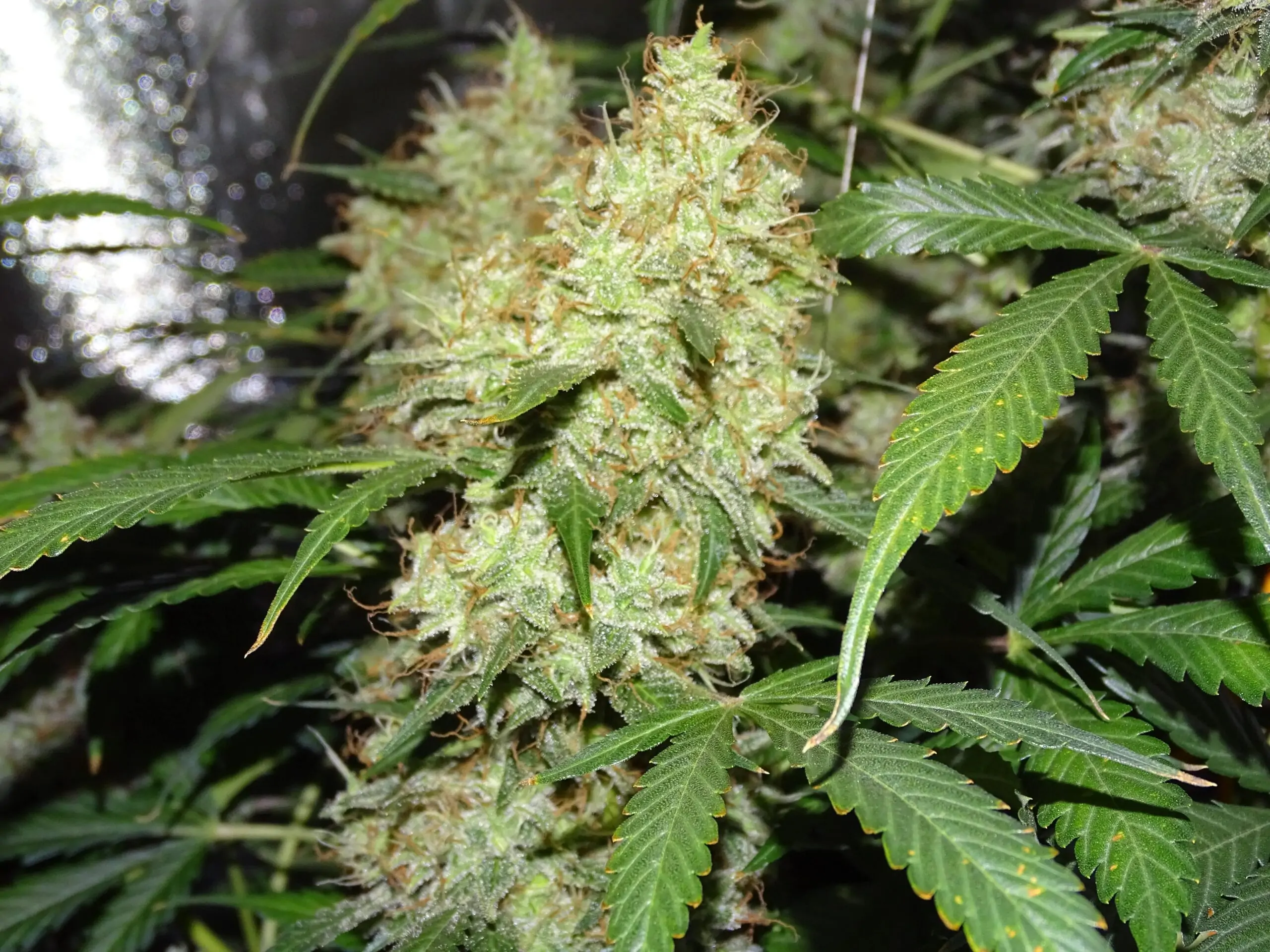 Kush Lowryder Cannabis Seed Master Kush Auto - Image 12
