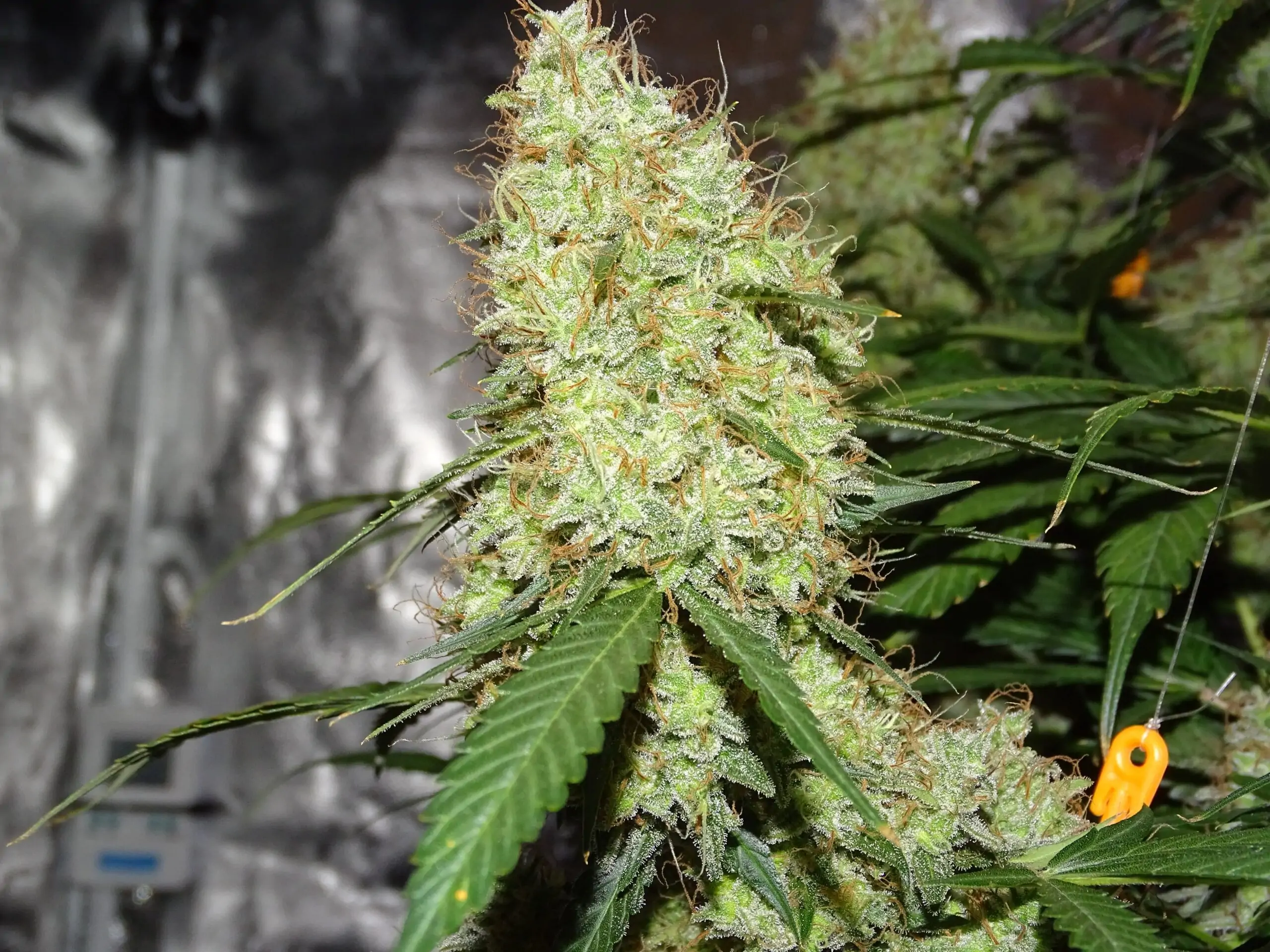 Kush Lowryder Cannabis Seed Master Kush Auto - Image 13