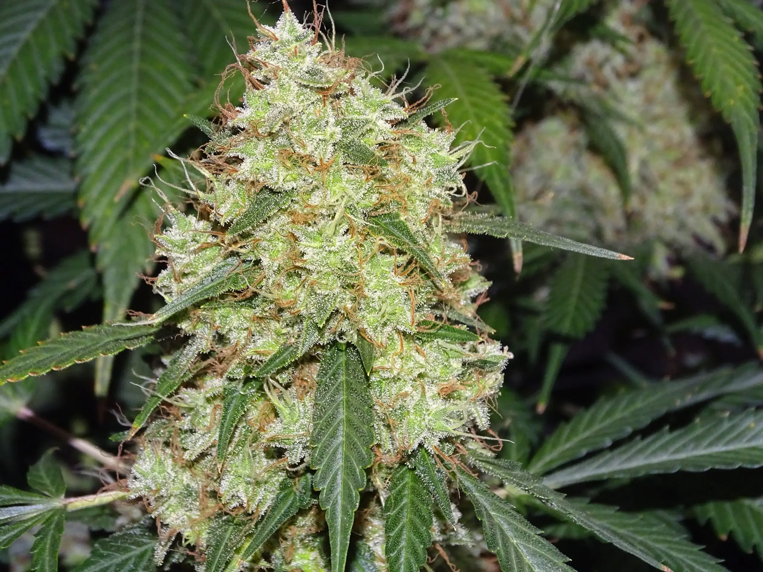 Kush Lowryder Cannabis Seed Master Kush Auto - Image 14