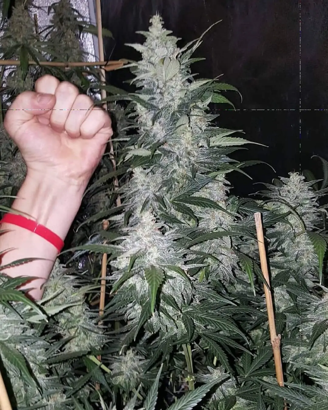 Kush Lowryder Cannabis Seed Master Kush Auto - Image 3