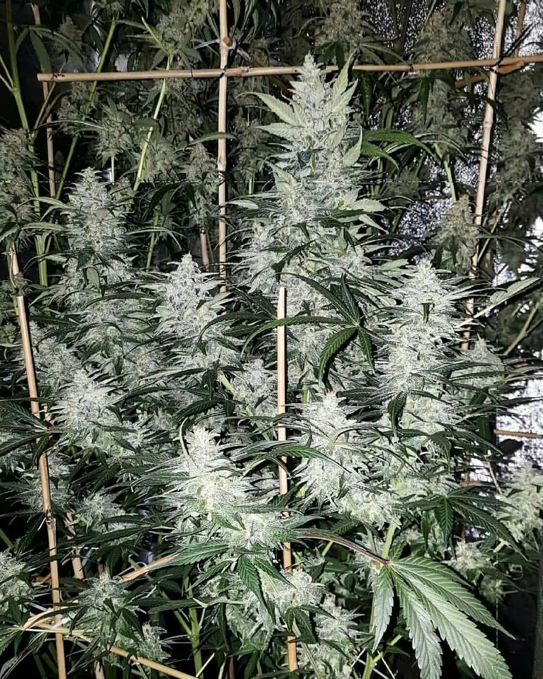 Kush Lowryder Cannabis Seed Master Kush Auto - Image 4