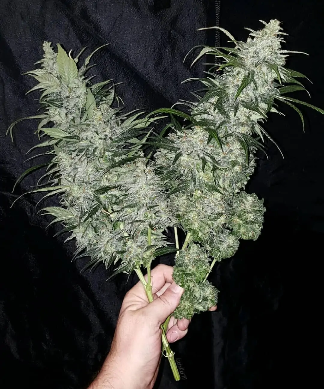 Kush Lowryder Cannabis Seed Master Kush Auto - Image 5